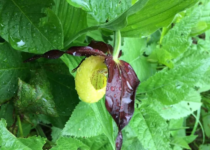Mit Blick Auf Berge By Interhome Lägenhet Bad Vigaun